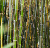 botanical bamboo forest daylight